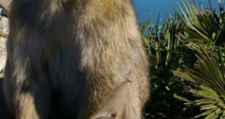Przyjazna małpka gibraltarska fot.Kaśka Sałaban